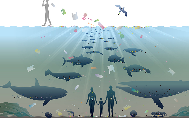 プラスチックなどによる海の環境破壊