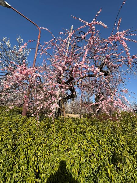 羽根木公園の梅まつり