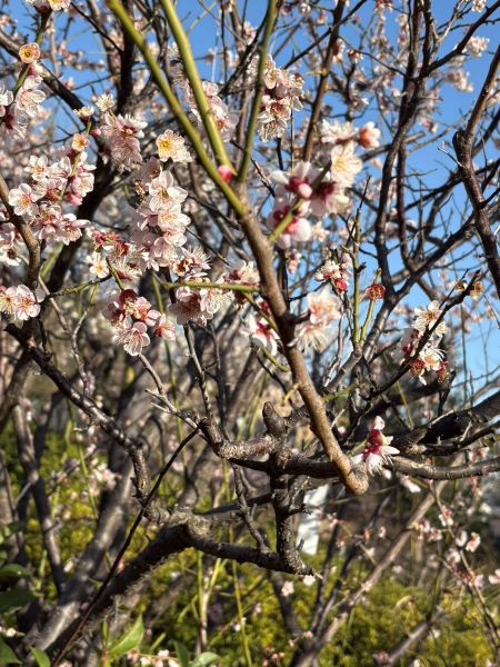 羽根木公園の梅まつり
