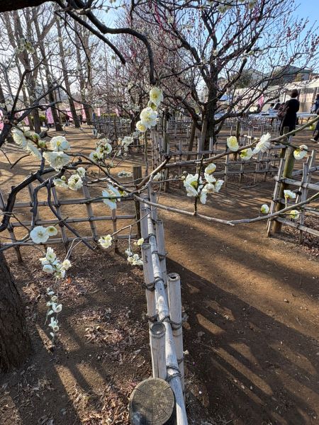 羽根木公園の梅まつり